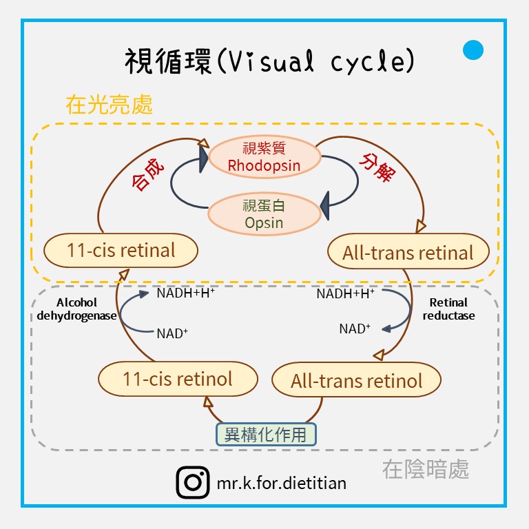 視循環